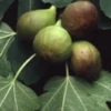 Macerato Gemmoderivato MSA Ficus Carica 50ml