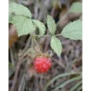 MSA RUBUS IDAEUS 50 ML