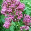 TINTURA SPAGIRICO ALCHEMICA DI VALERIANA OFFICINALIS 50 ML