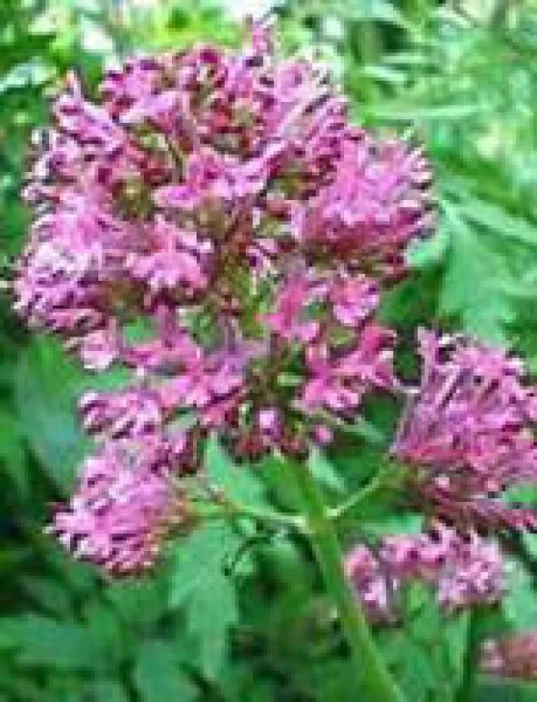 TINTURA SPAGIRICO ALCHEMICA DI VALERIANA OFFICINALIS 50 ML